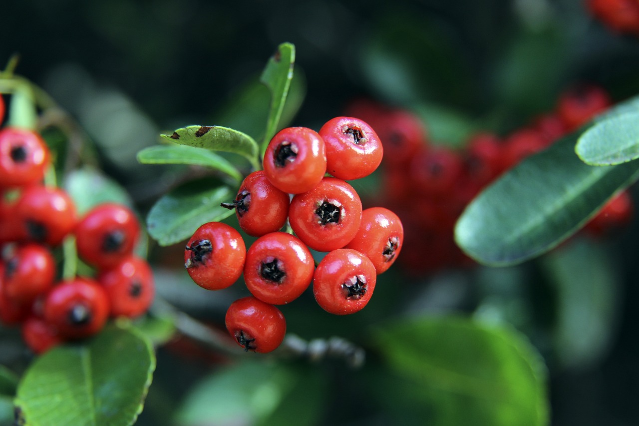 脚的团队 脚的团队